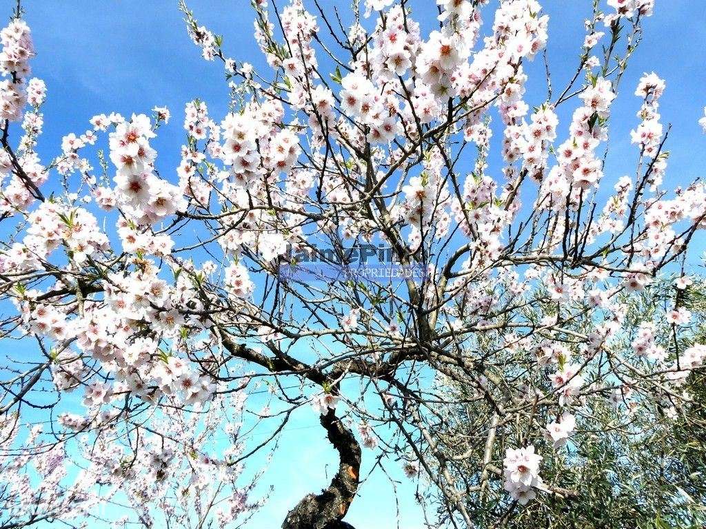 Moradia antiga, simples, térrea. Portugal, Figueira de Castelo Rodr... - Grande imagem: 4/9