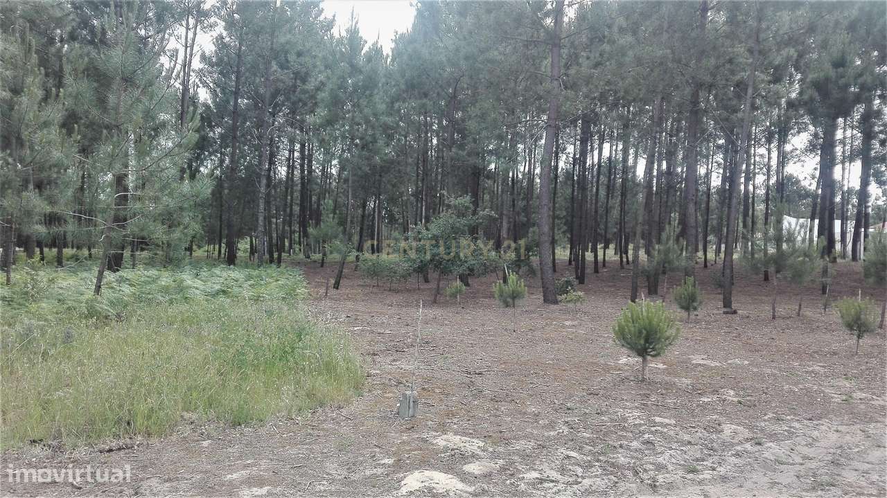 Terreno  para construção ideal para moradia unifamiliar - Grande imagem: 5/5