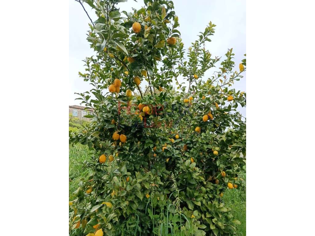 Quinta com Projeto para Turismo Rural em São Pedro do Sul-25