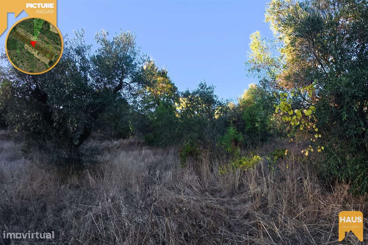 Terreno Rústico 2.300m² c/ Muros de Pedra – Juncal do Campo-9