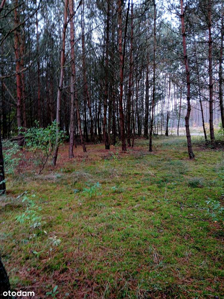 Działka rekreacyjna blisko lasu i jeziora - Pełny obrazek: 5/7