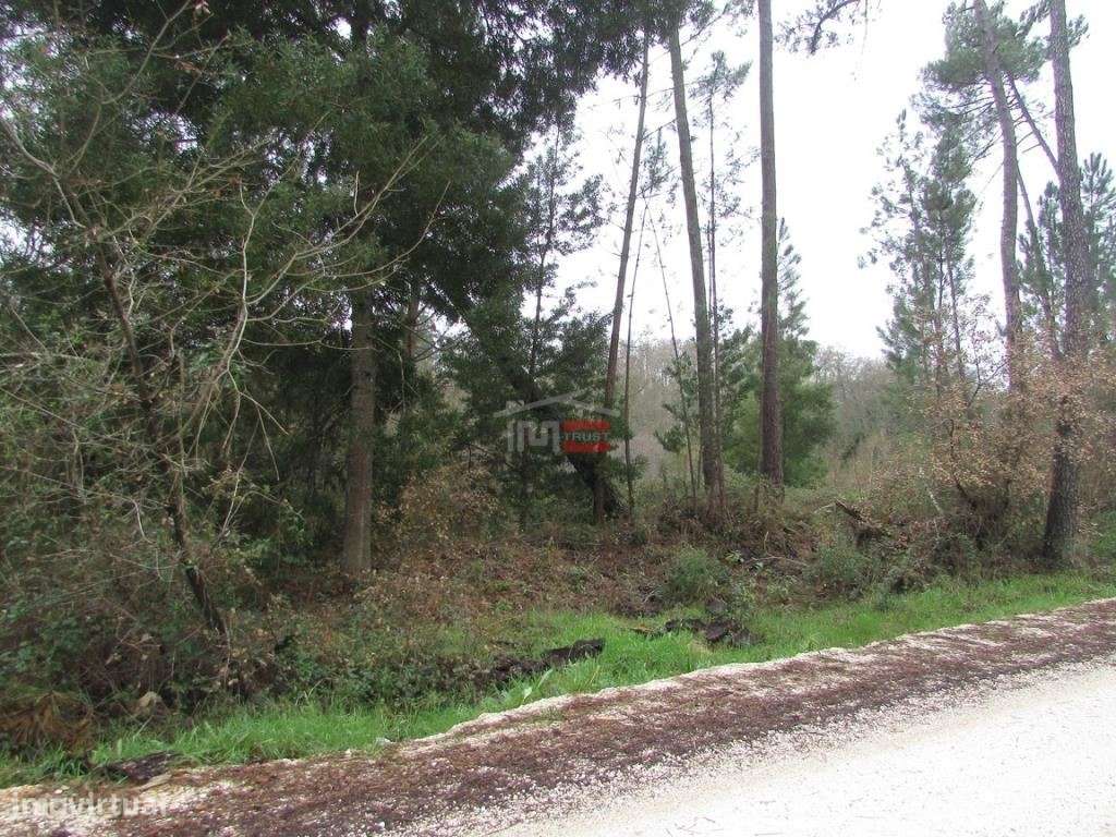 terreno c/ 1000 M2 - Grande imagem: 2/7