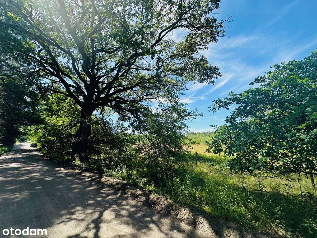 Lusowo - działka dla konesera. - Pełny obrazek: 5/6