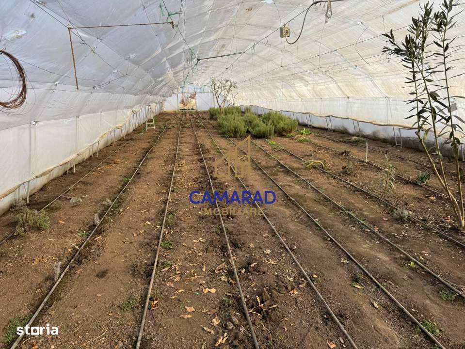 Teren intravilan vanzare - 2.750 mp – Darvari/Tamadalu Mare (judetul - Imagine principală: 4/9