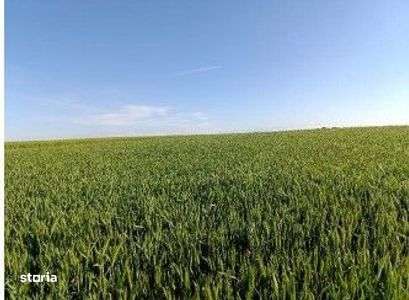 Teren Extravilan Albesti Paleologu, ID: R2586757 - Imagine principală: 2/7