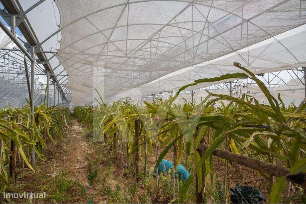 Terreno com Estufas e Infraestrutura Completa em São João das Lampas e - Grande imagem: 3/27