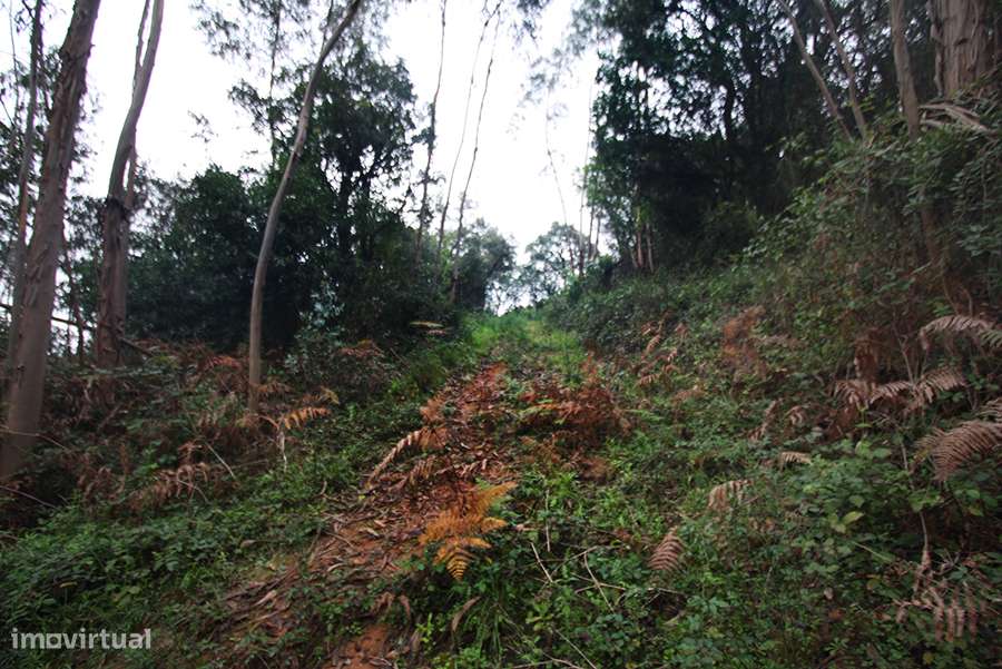 Grande propriedade, com floresta e 2 ruínas, Fraldeu, Óbidos-13