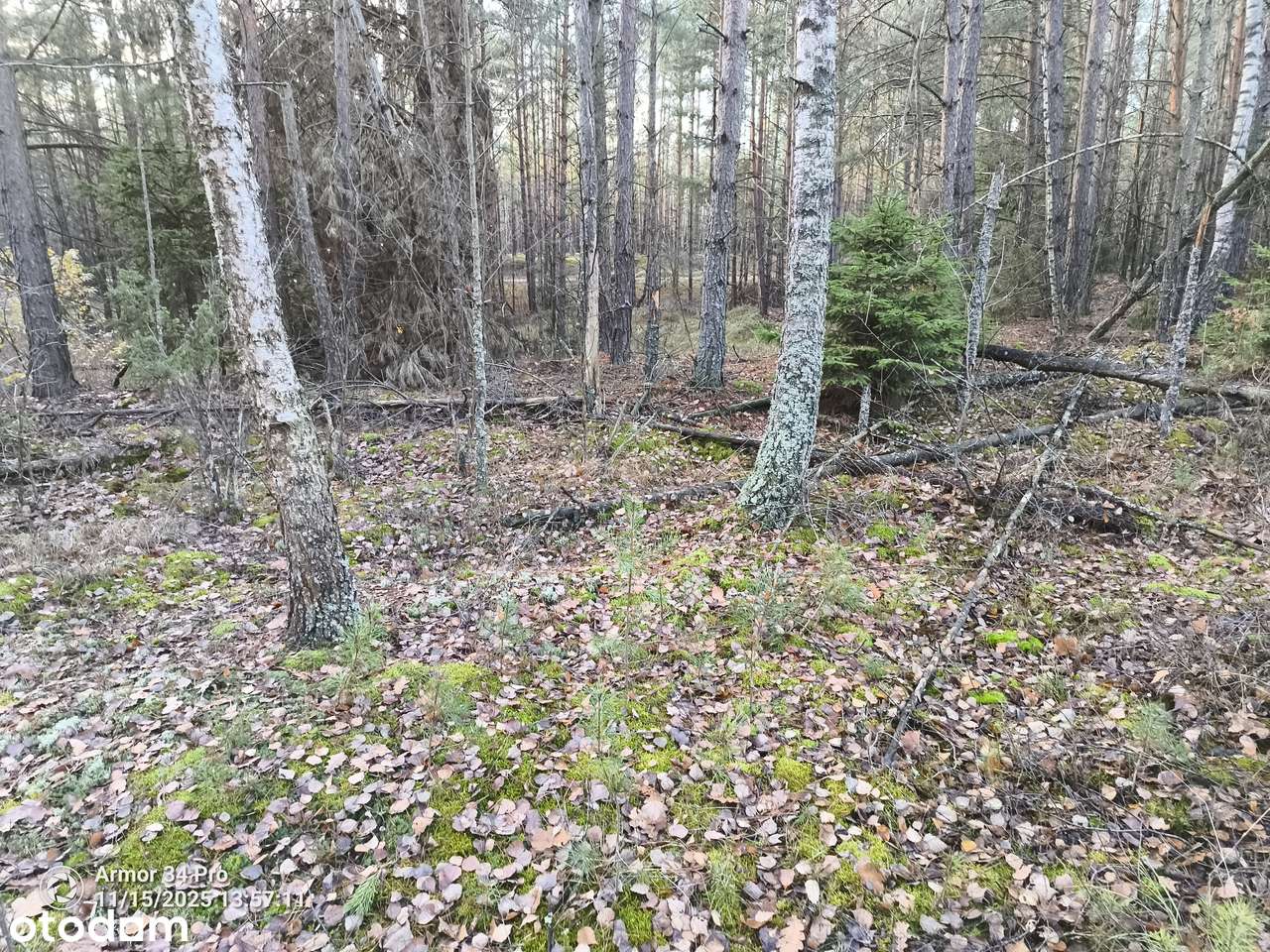 Leśniczówka Unikalne niespotykane miejsce w Europie  w Puszczy Białow.-14