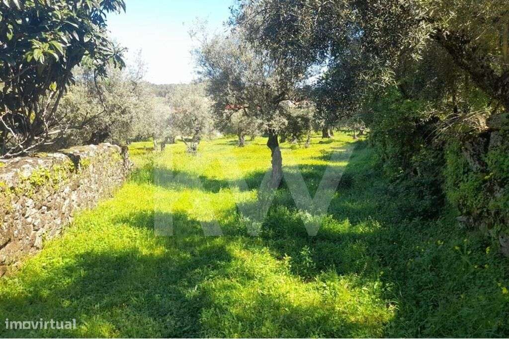 Terreno Rústico em Presa, freguesia de Aranhas, Penamacor, com 4800m2. - Grande imagem: 4/12