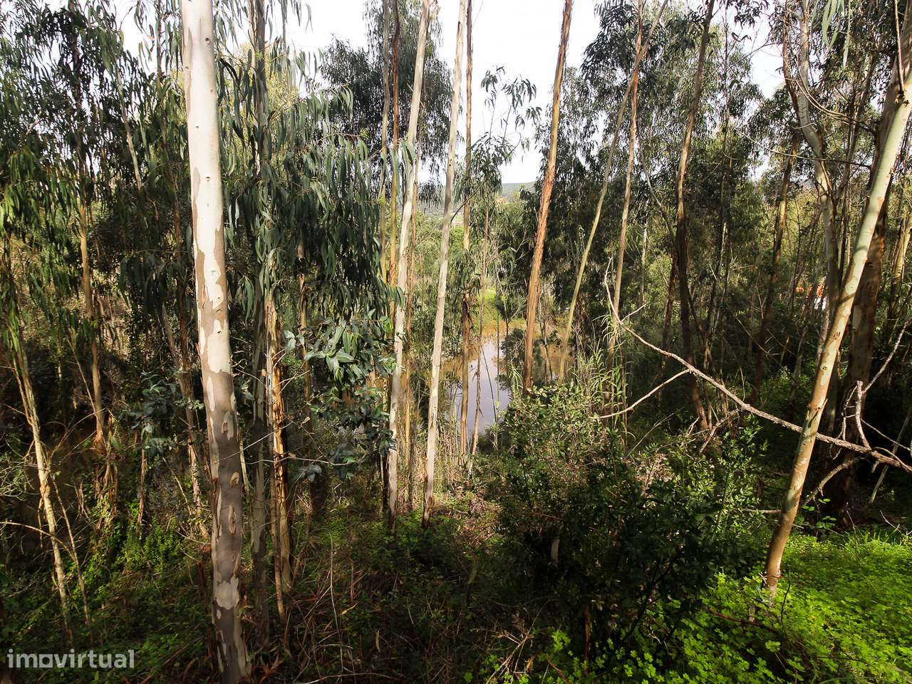 Terreno com cerca de 1 Hectare-12