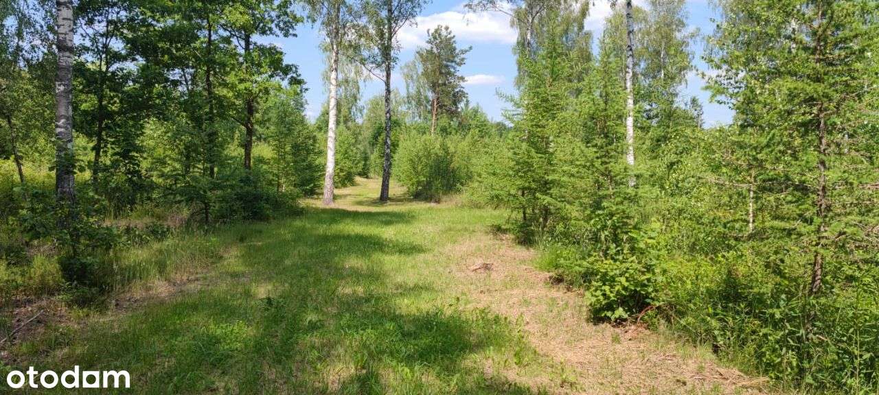 Sprzedam działkę siedliskową Irena - Pełny obrazek: 5/9