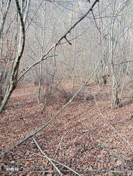 Vând/Schimb teren in zona Râului Mare, Retezat - Imagine principală: 4/8