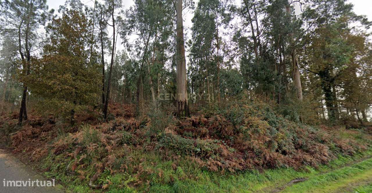 Terreno florestal com área total de 5.400m2 em Alheira - Barcelos - Grande imagem: 2/5