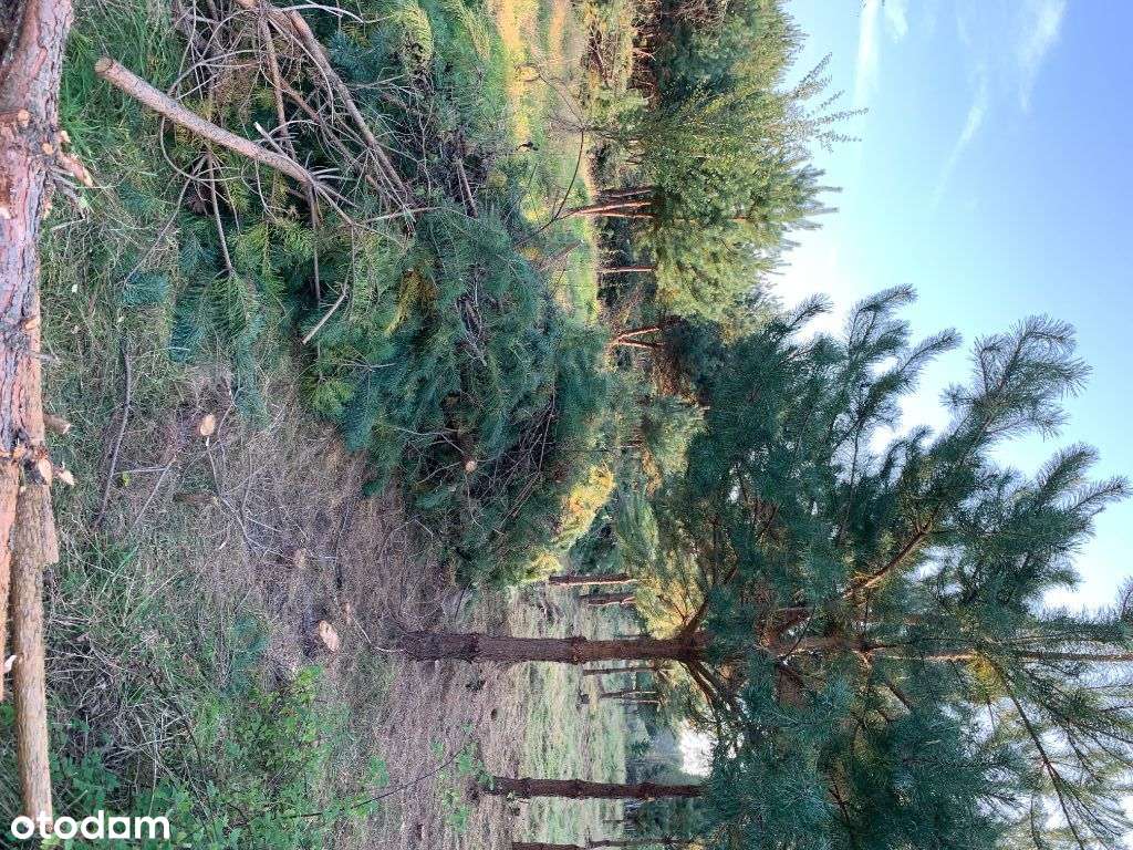 Piękne działki nad jeziorem Wytyczno - Pełny obrazek: 5/10