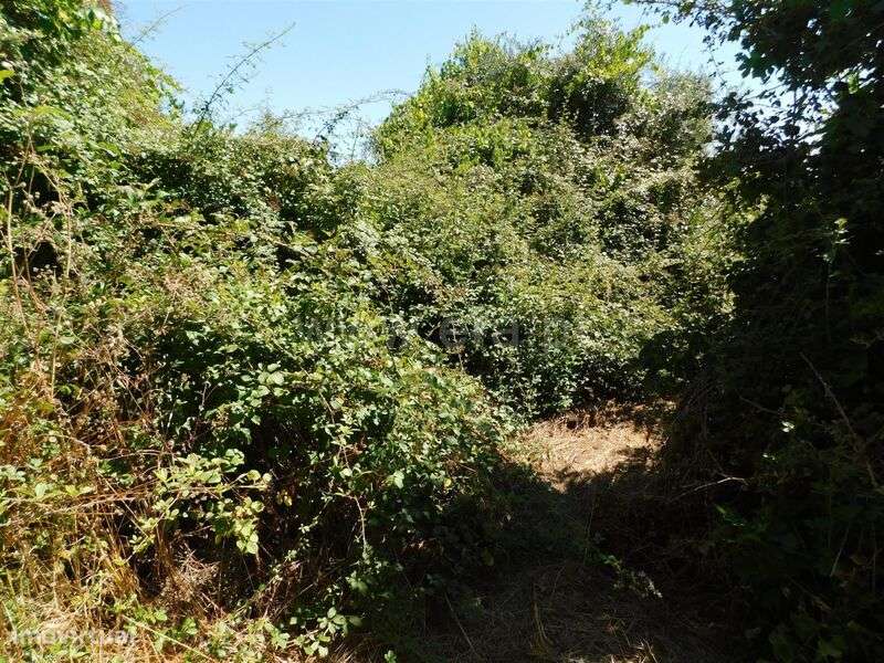 Terreno Rústico / Fundão, Capinha - Grande imagem: 3/6