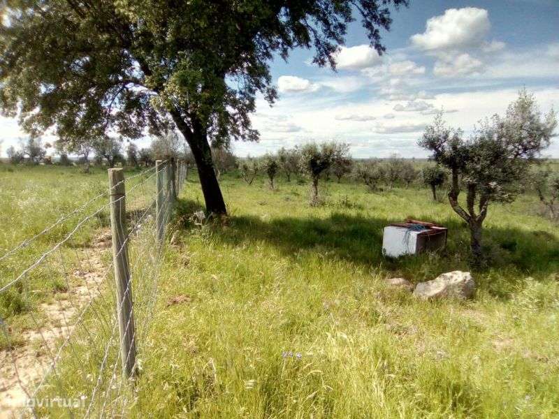 Monte alentejano Alter do Chão - Grande imagem: 5/12