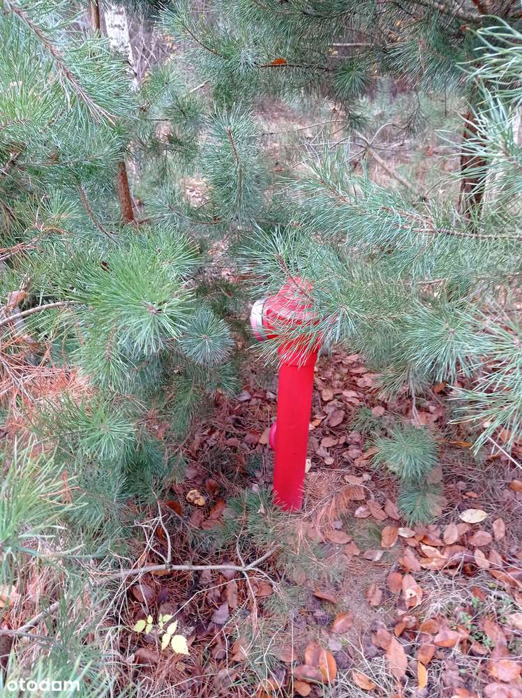 Działka granicząca z Puszczą Zielonka - MPZP - Pełny obrazek: 4/7