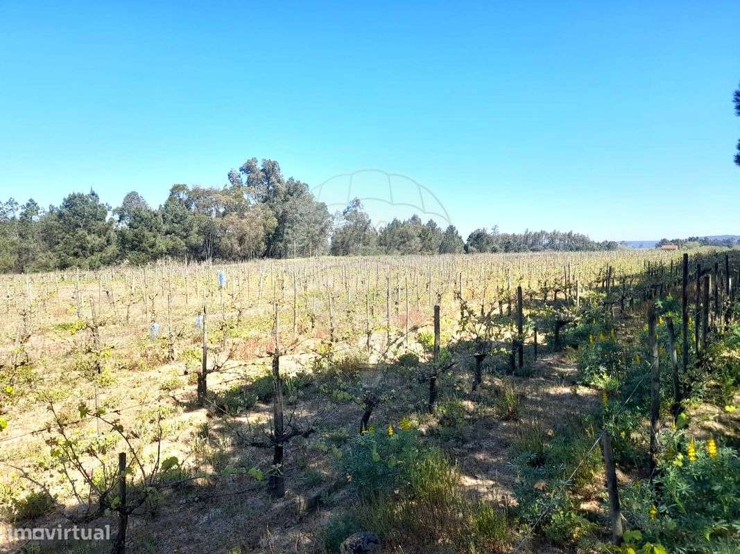 Terreno  para venda - Grande imagem: 4/6