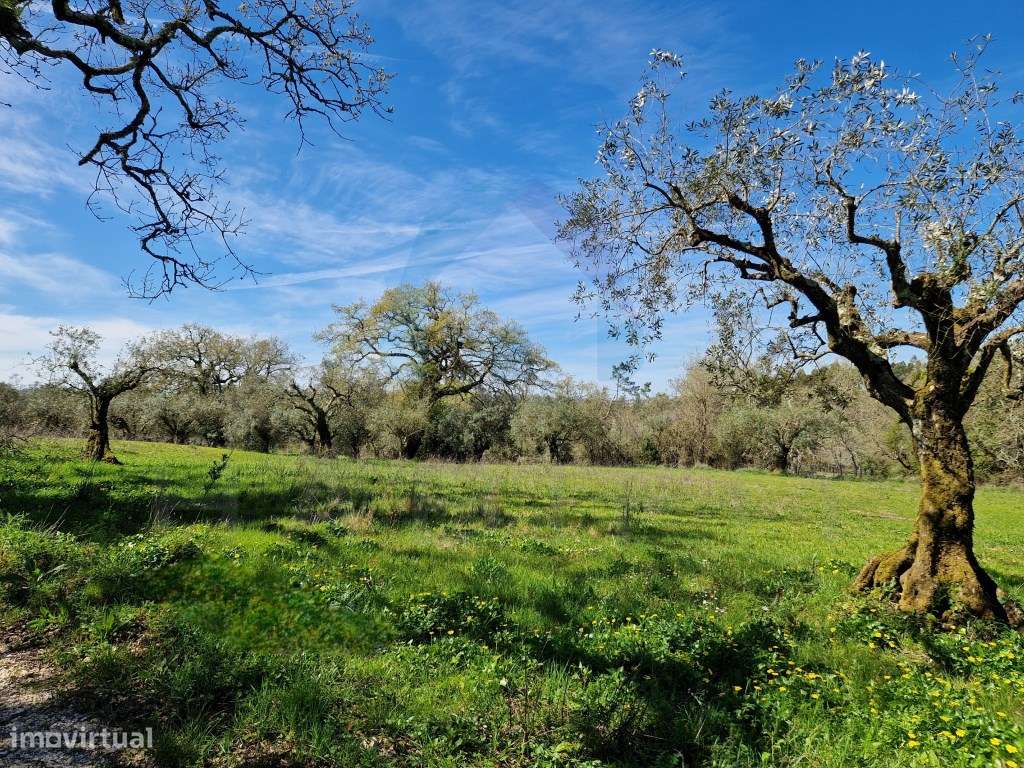Terreno Campestre com Viabilidade de Construção - Pombal-5