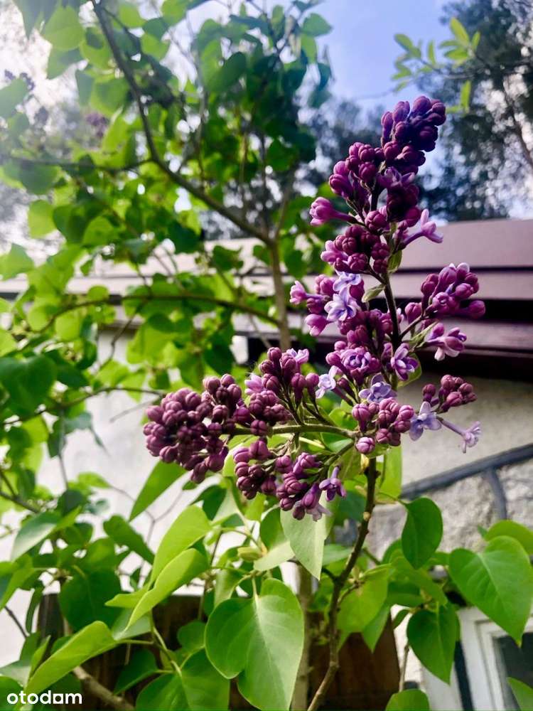 Klimatyczny dom na Kaszubach - Borkowo,3 jeziora,-19