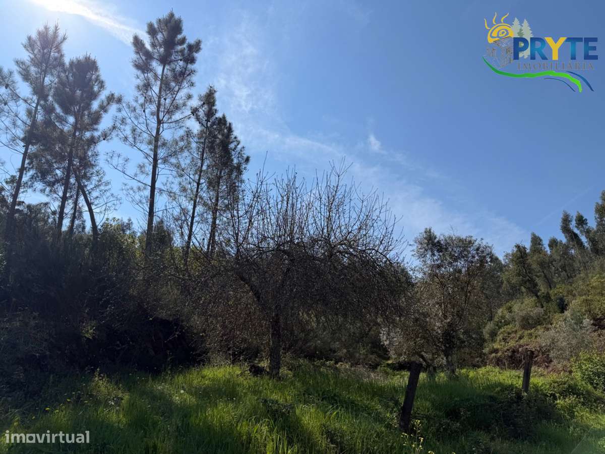 Terreno com uma ruína não registada a 6 quilómetros da Sertã - Grande imagem: 5/37