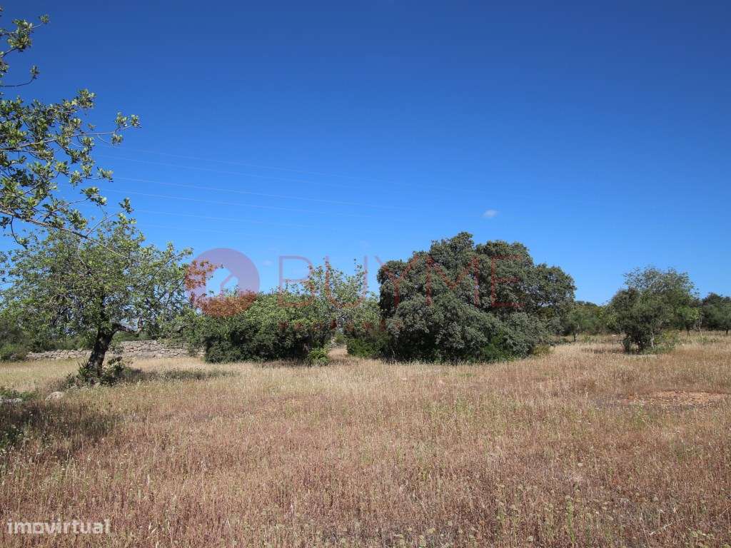 Terreno rústico com árvores mediterrânicas em São Brás de Alportel - Grande imagem: 3/7