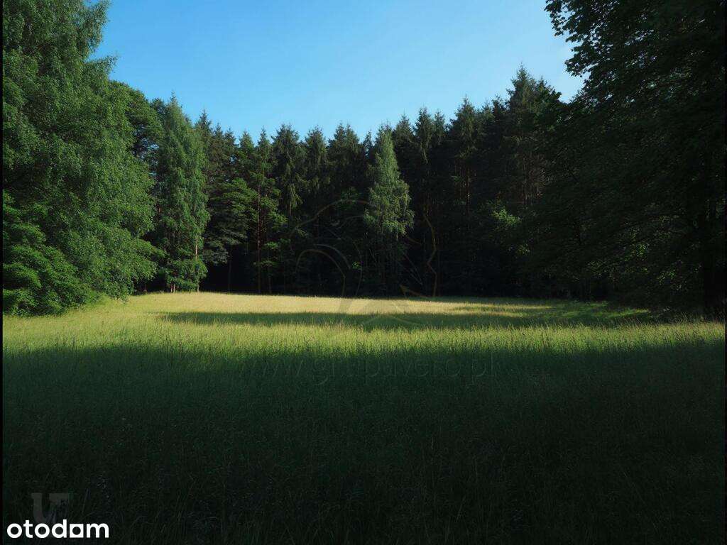 Mariampol Zgierz Działka leśna budowlana - Pełny obrazek: 3/20