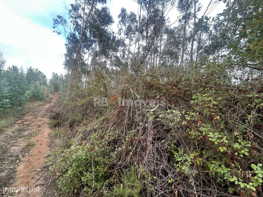 Terreno rústico com eucaliptal e ribeira - Aboboreira Fundeira, Tomar - Grande imagem: 5/15