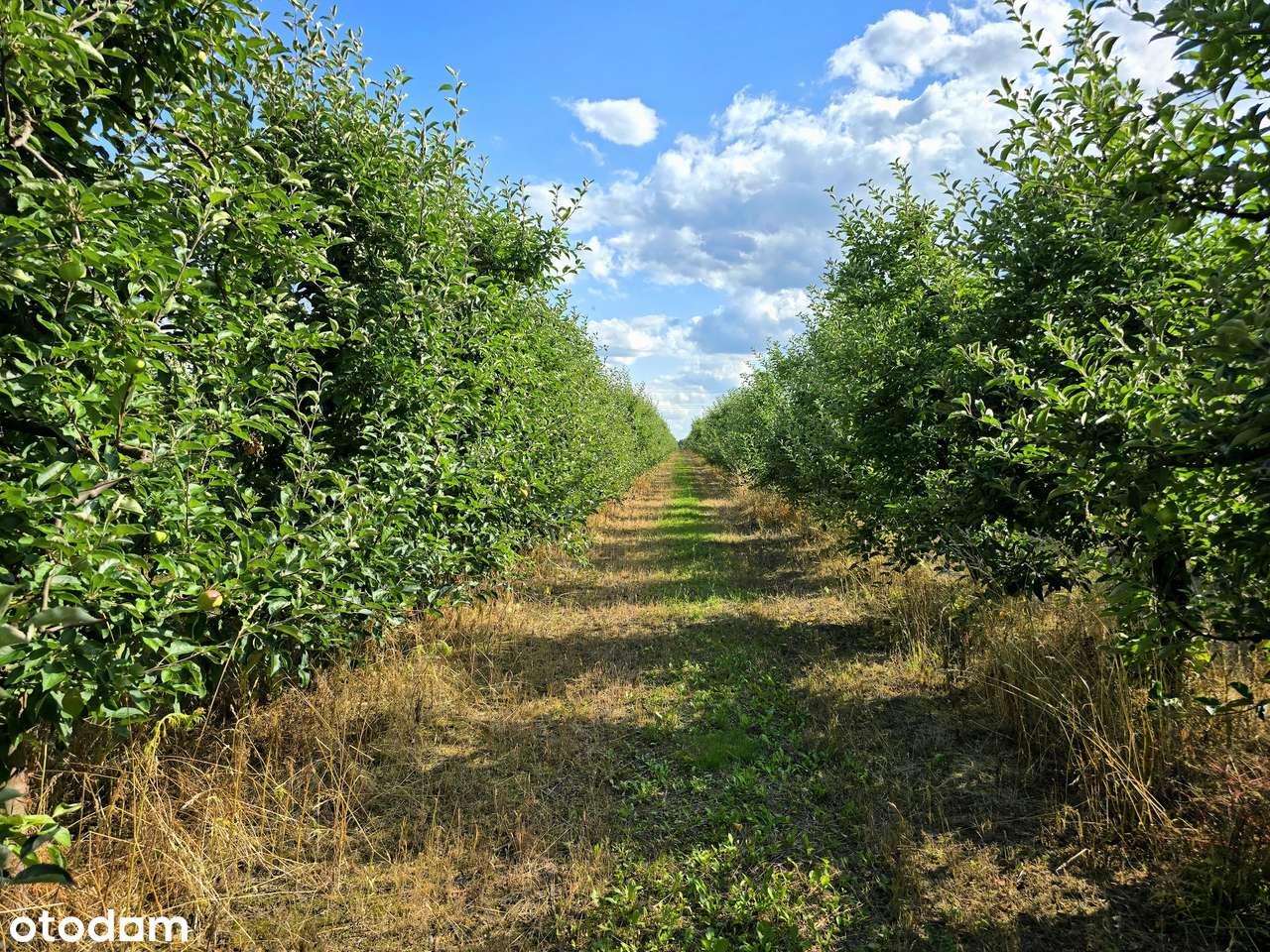 Działka rolna | 2 ha sadu w jednym kawałku | gm. Sadkowice - Pełny obrazek: 3/12