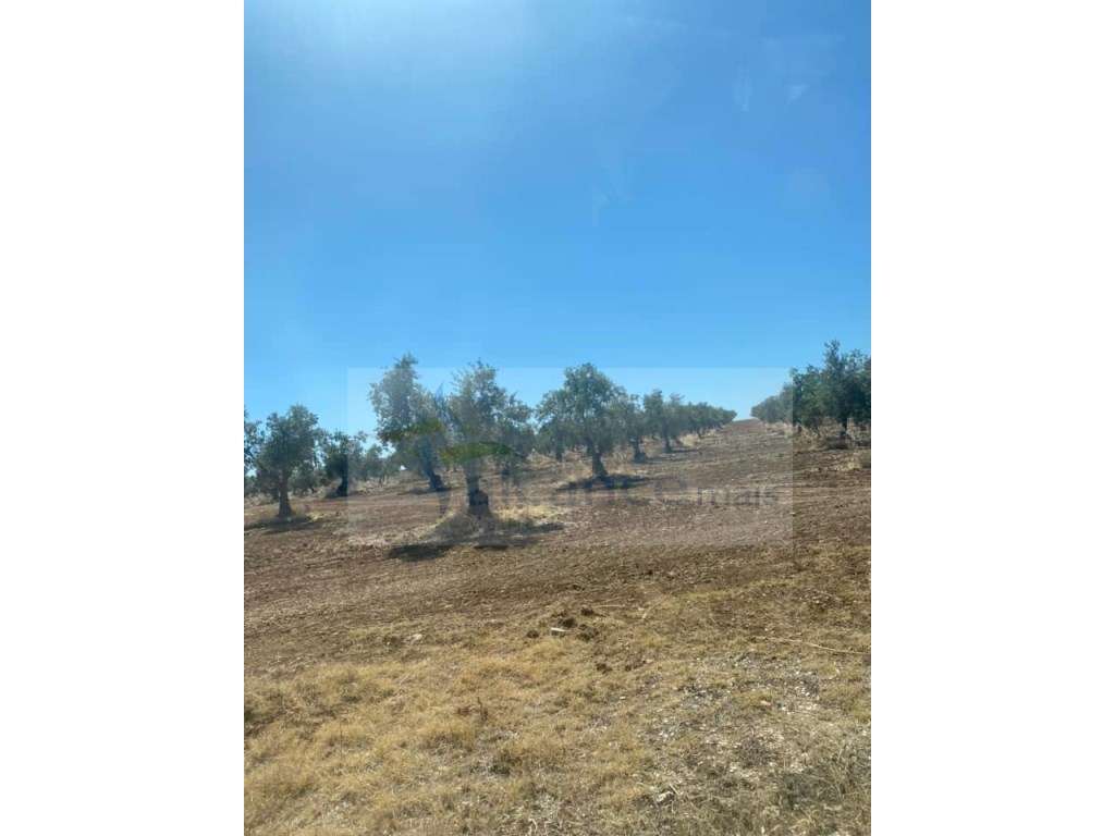 Herdade com 240 hectares em Mourão - Grande imagem: 4/4