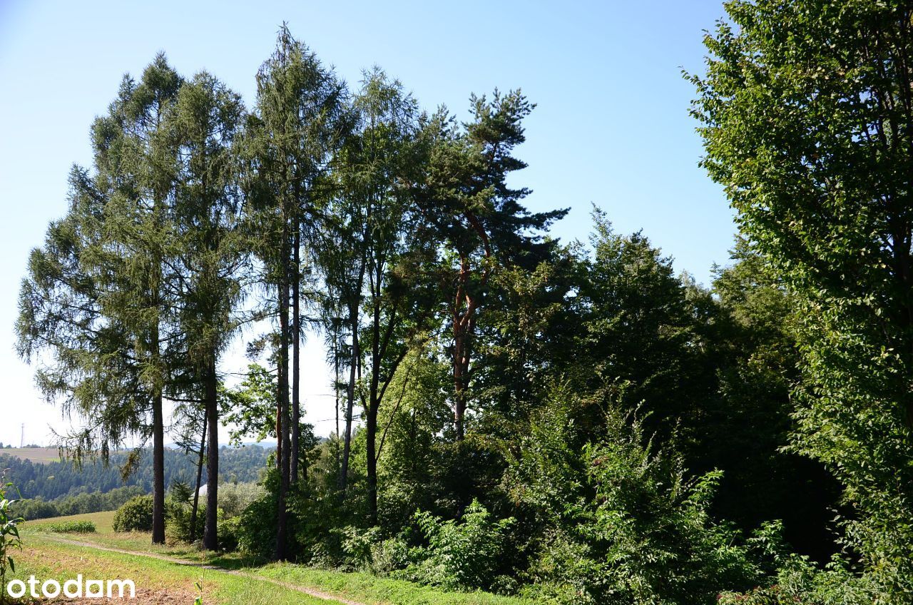 Pogórze Ciężkowickie 1.70 ha las.