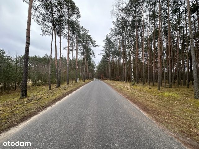 Sprzedam działki Przyłęki, sciana lasu,asfalt