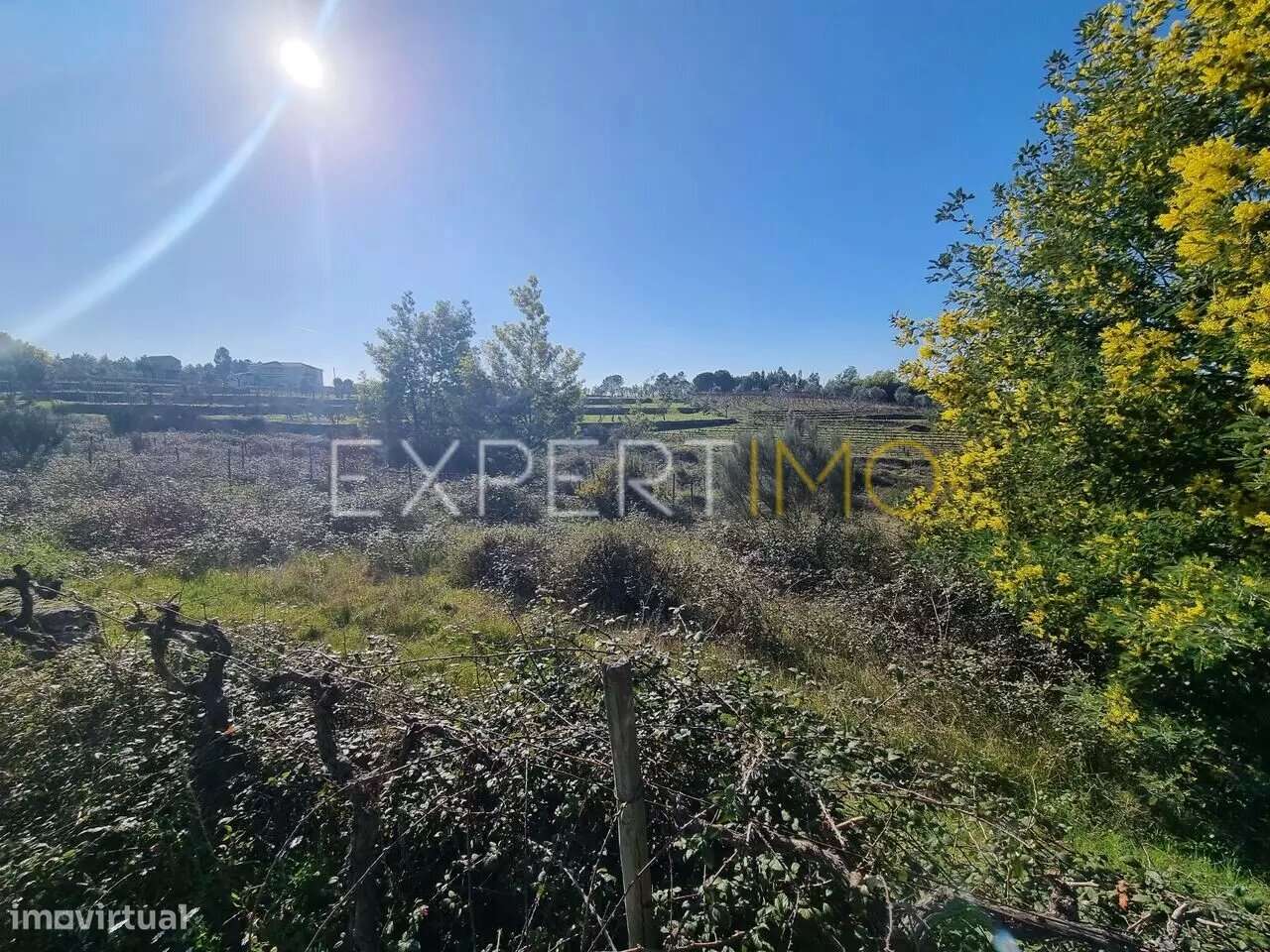 Terrenos vinícolas na região do Dão - Gouveia - Grande imagem: 4/7