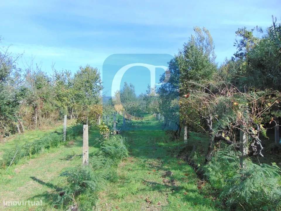 Propriedade em Cinfães do Douro para restauro, Viseu - Grande imagem: 4/17