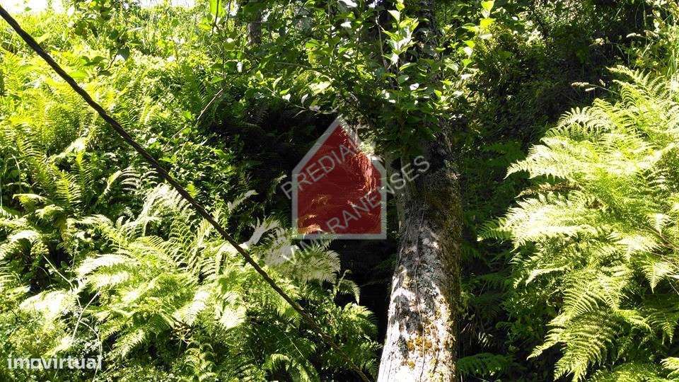 Quinta - Gominhães - 290.000€ - Grande imagem: 5/29