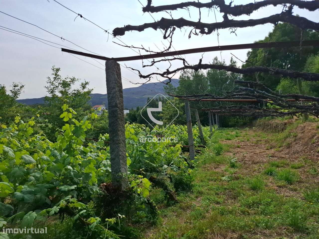 Quintinha ruinas p/restauro com 2520m2 - Moreira Lima - Ponte de Lima-12