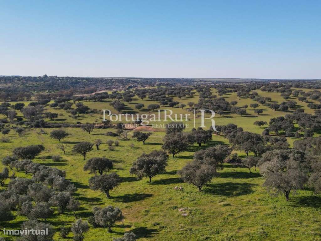 Herdade de 18 hectares perto de Estremoz-25
