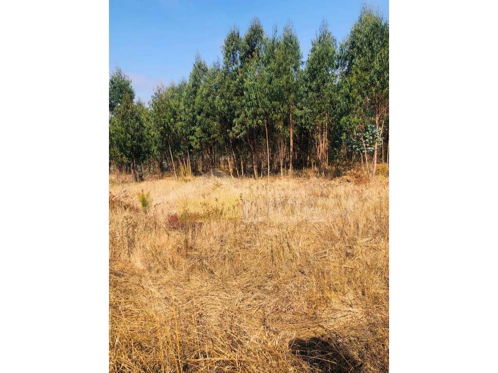 Terreno Rústico localizado em Vale Joaninhas- Carvalhal - Grande imagem: 4/4