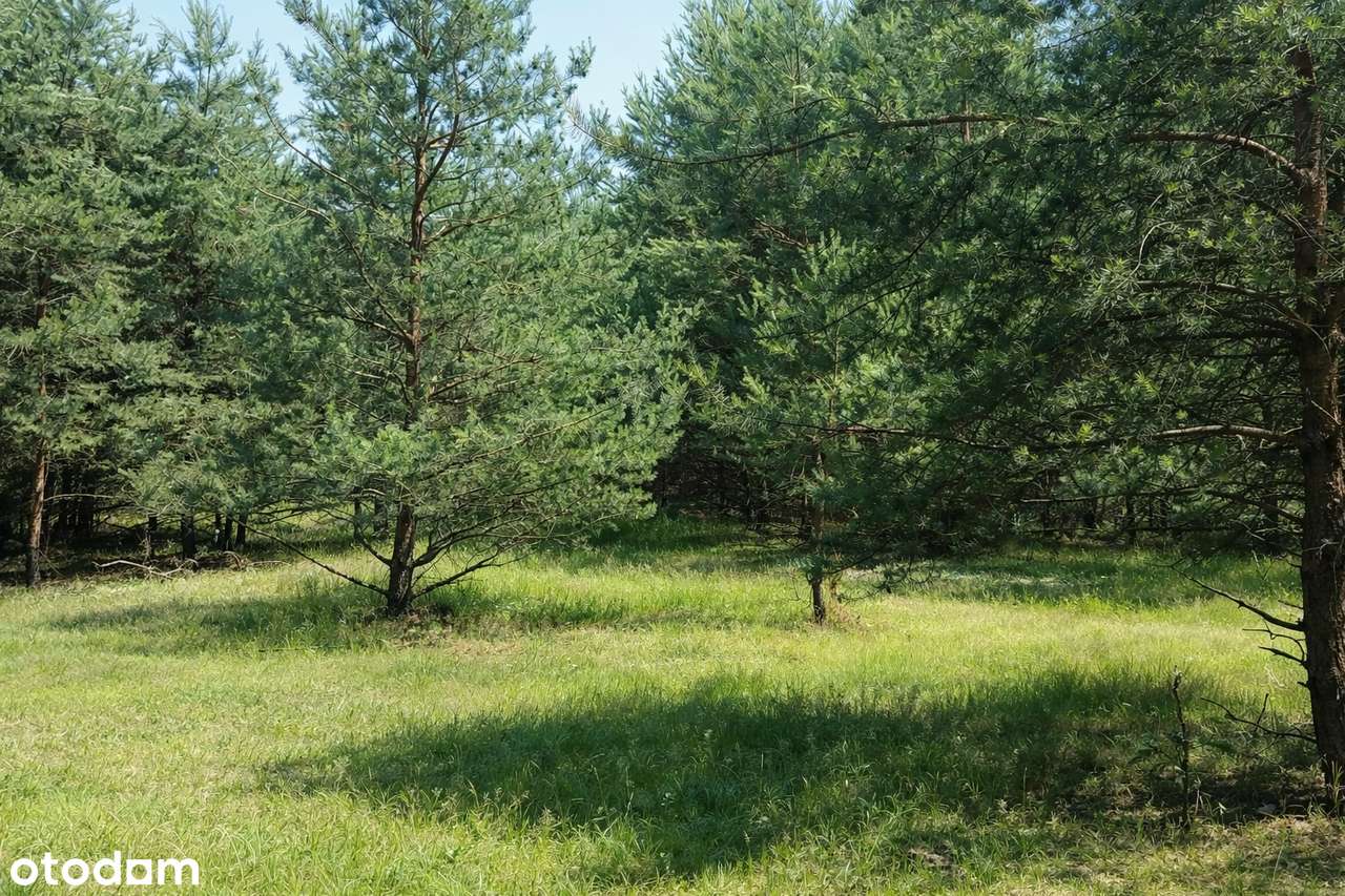 Działki siedliskowe Zalesie Królewskie idealne pod dom lub letniskowe - Pełny obrazek: 5/9