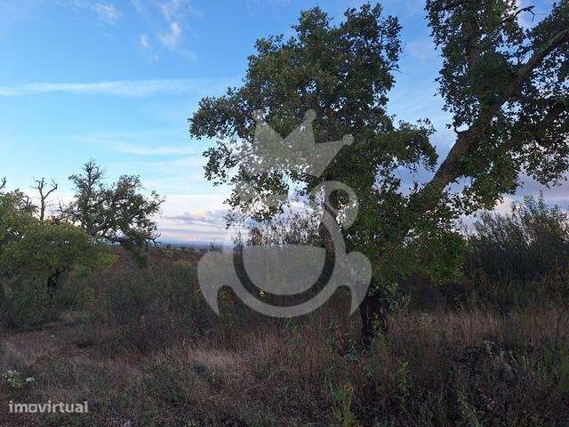 Terreno com Ruína para reconstruir - Grande imagem: 5/11