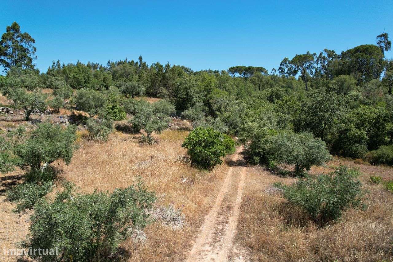 Terreno Rústico 3 minutos da Praia Fluvial do Agroal - Grande imagem: 4/13