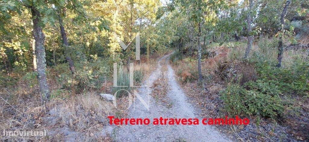 Terreno de Pinhal, Carvalhos e Oliveiras-  112 - Grande imagem: 4/12