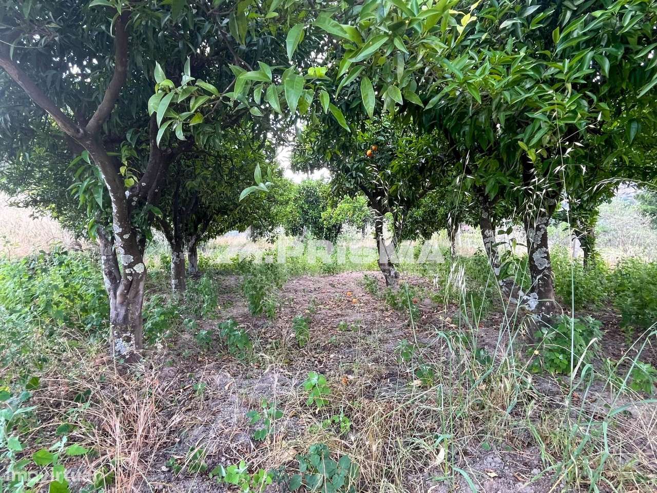 Quintinha para venda em Louriçal do Campo, Castelo Branco-19