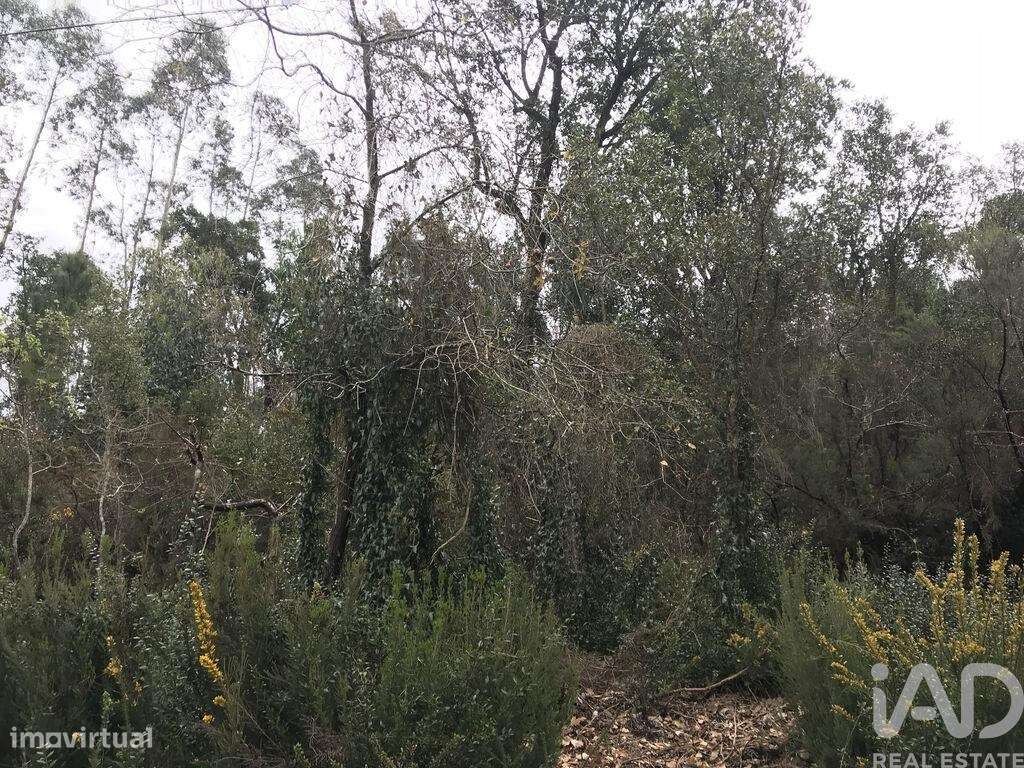 Terreno em Santiago e São Simão de Litém e Albergaria dos Doze de 840, - Grande imagem: 4/24