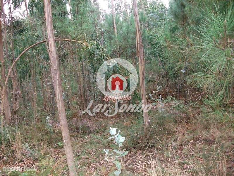 Terreno rustico com 17.000 m2 em Fornelo - Vila do Conde - Grande imagem: 5/13