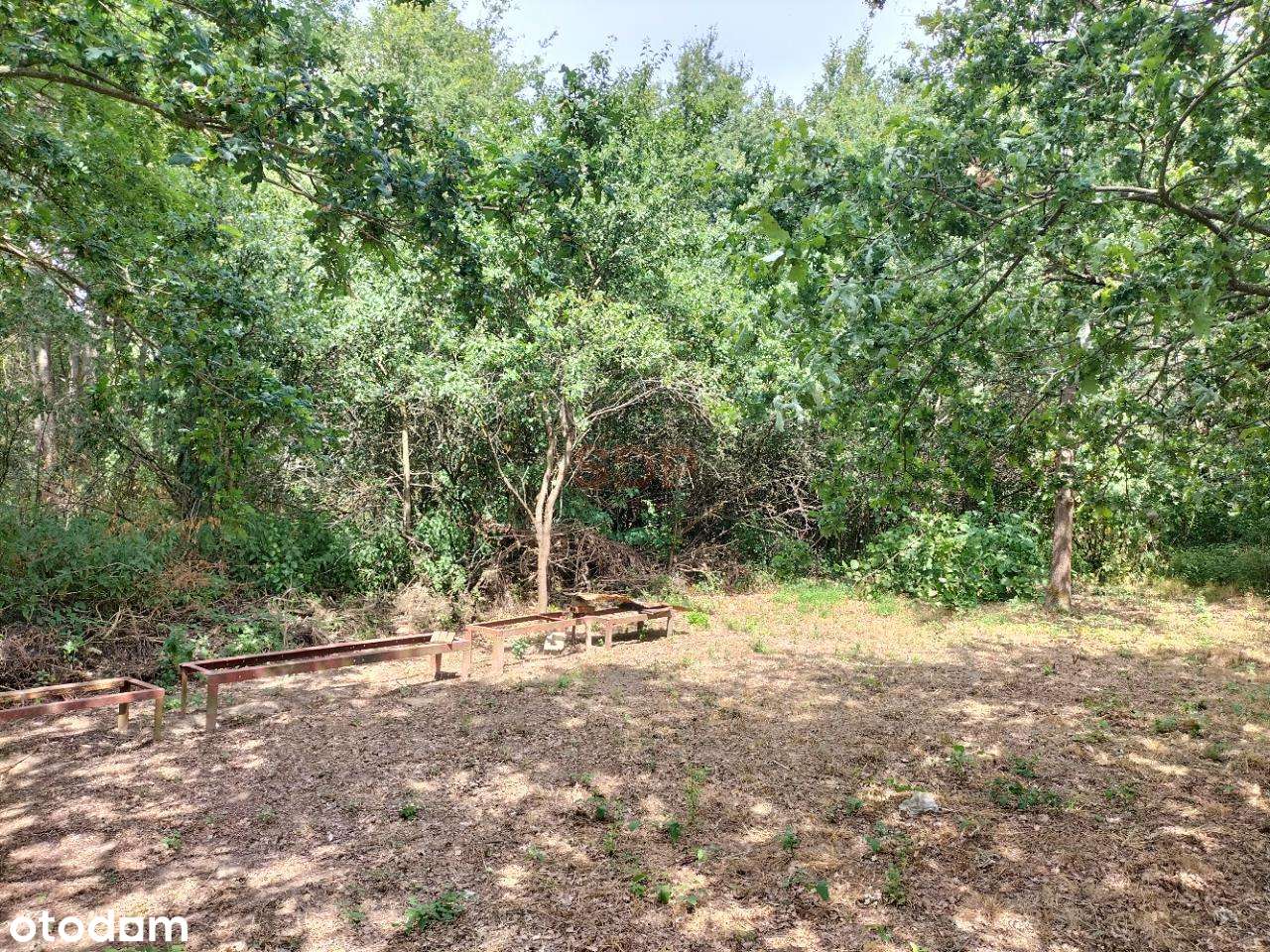 Dz. budowlana, 147 ar, uzbrojona (w drodze), las - Pełny obrazek: 5/12