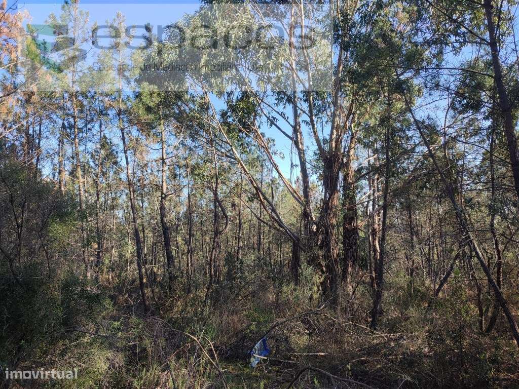 Terreno rústico com sobreiros - Salgueiro do Campo - Grande imagem: 5/9