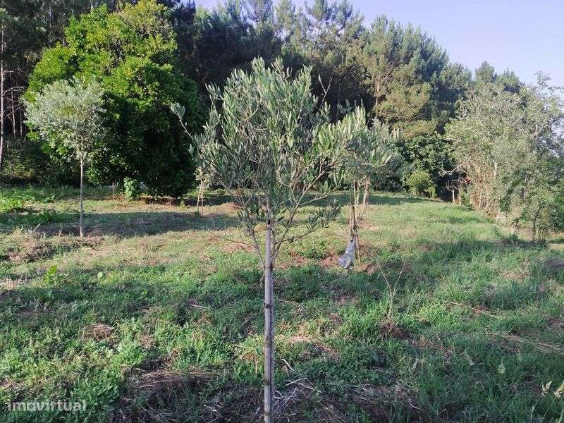 Terreno com 3700m2 na Rua do Marco, Feteira, Pombal - Grande imagem: 5/12
