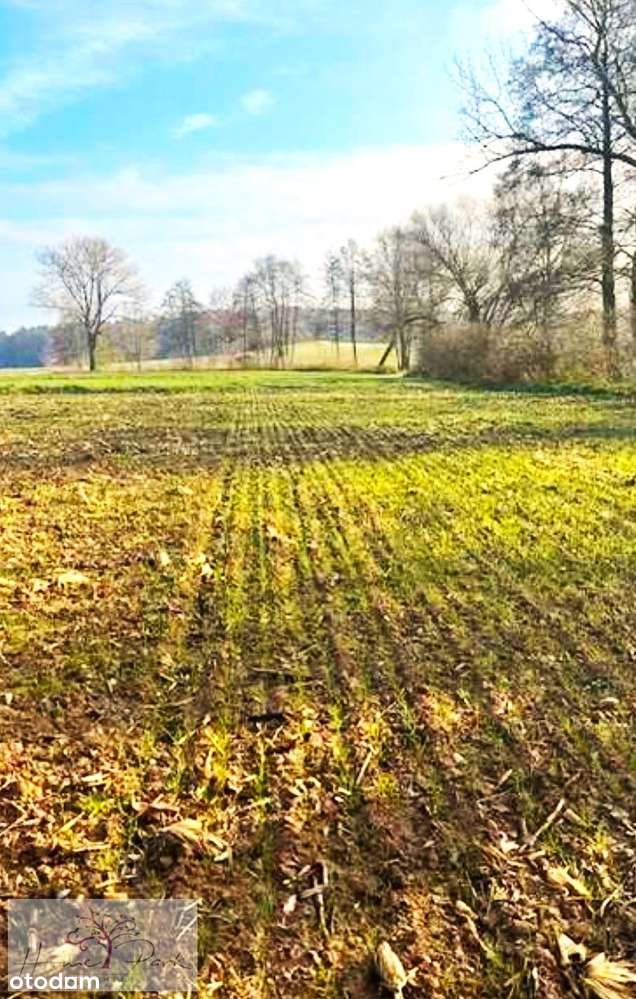 DziałkI budowlano - rolna w Konopnicy k. Wieluni - Pełny obrazek: 5/5