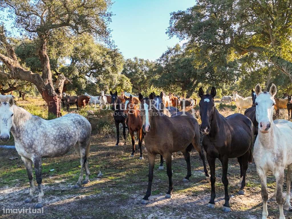 Herdade de 60 hectares para criação bovina e equina perto de Lisboa-38
